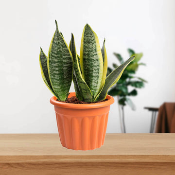 2pc Vista 40cm Round Planter Terracotta