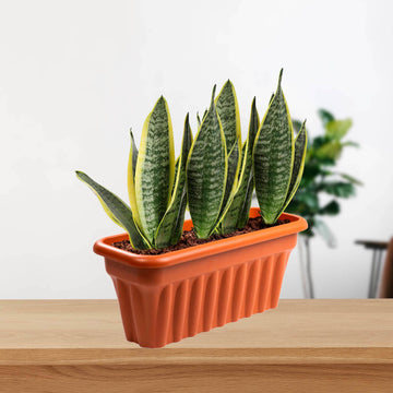 2Pcs 60cm Vista Terracotta Plastic Planter