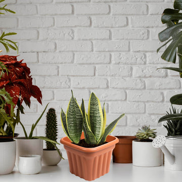 3pc Vista 25cm Brown Square Planter