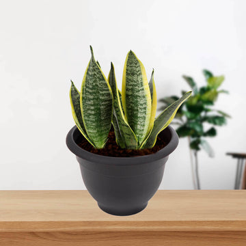 28cm Bell Plant Slate Plastic Round Planter