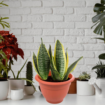 4Pcs 36cm Terracotta Bell Round Plastic Planters