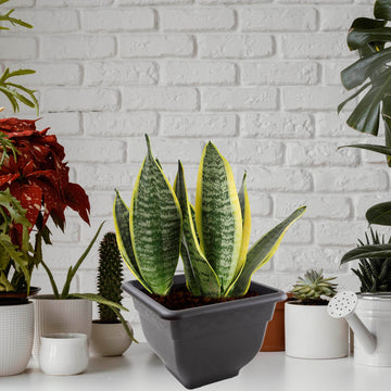 37cm Bell Square Plastic Planter Slate