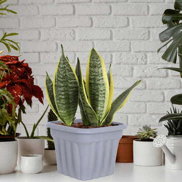 49cm Grey Square Vista Planter
