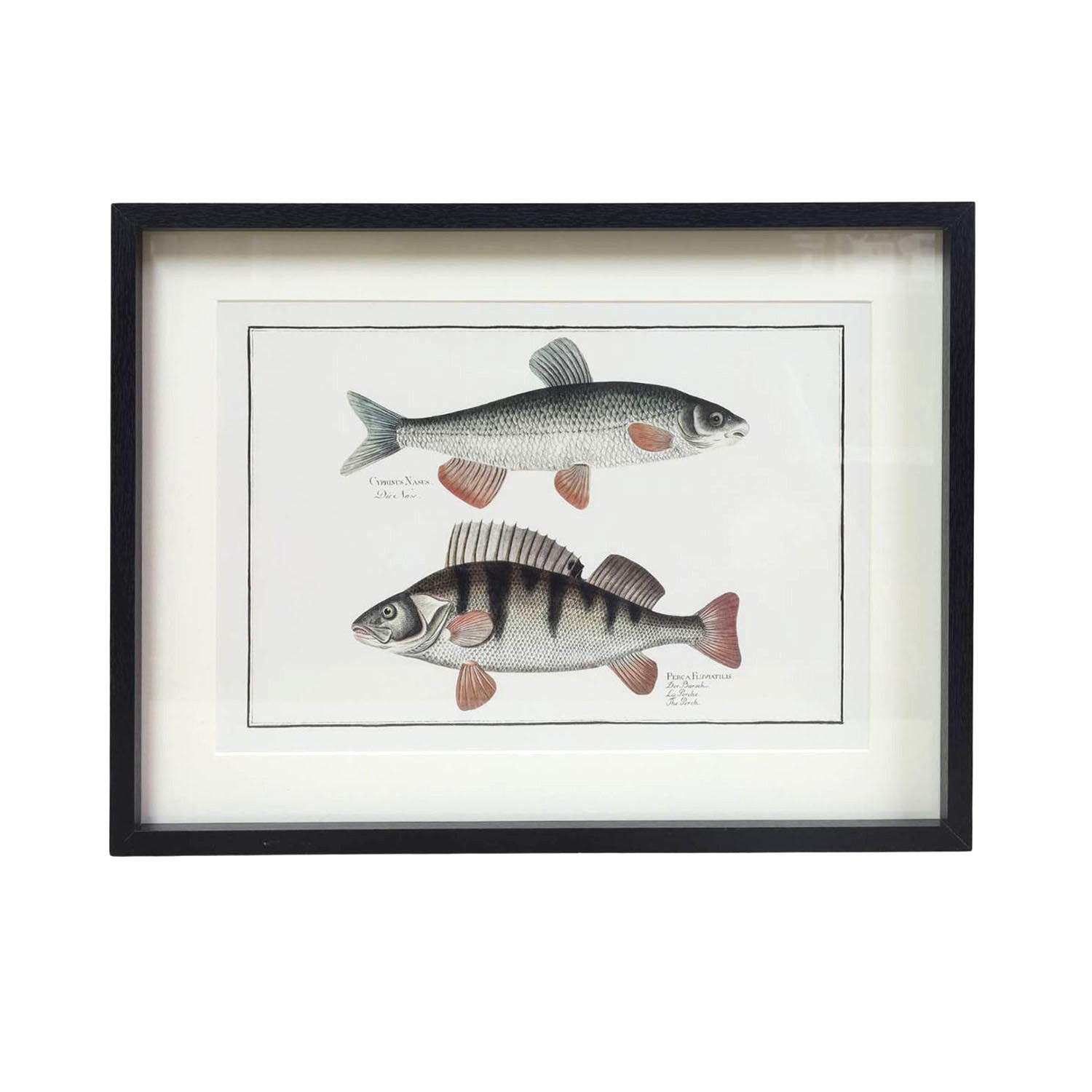 Framed Two Fish Picture Wall Art