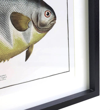 Framed One Fish Picture Wall Art
