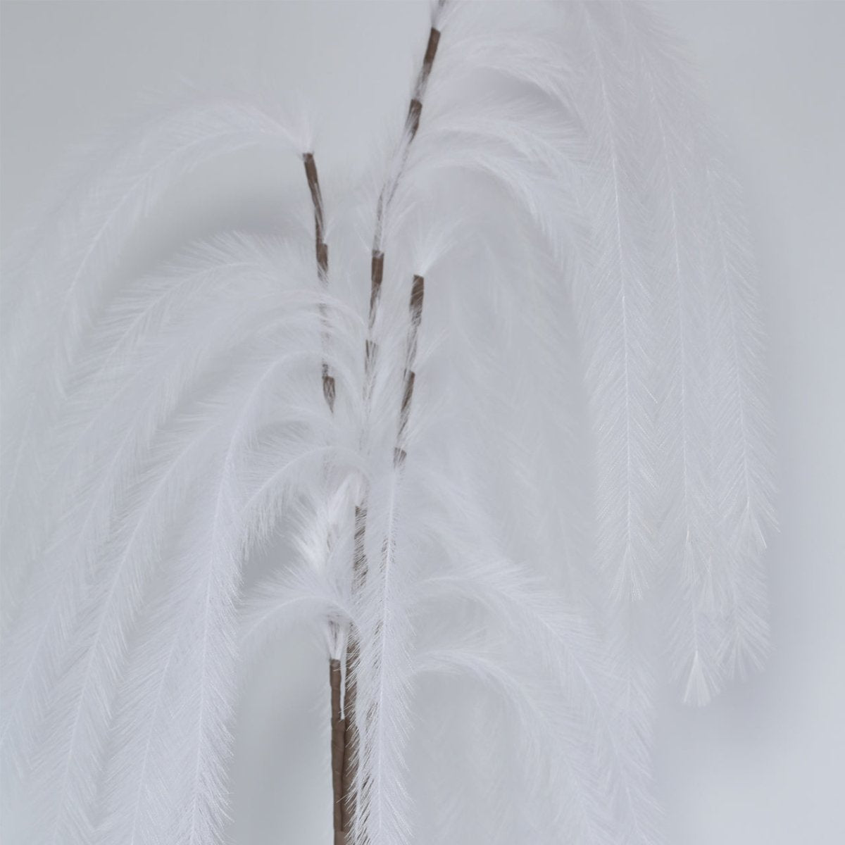 174cm Pampas Grass Spray White - Bonnypack